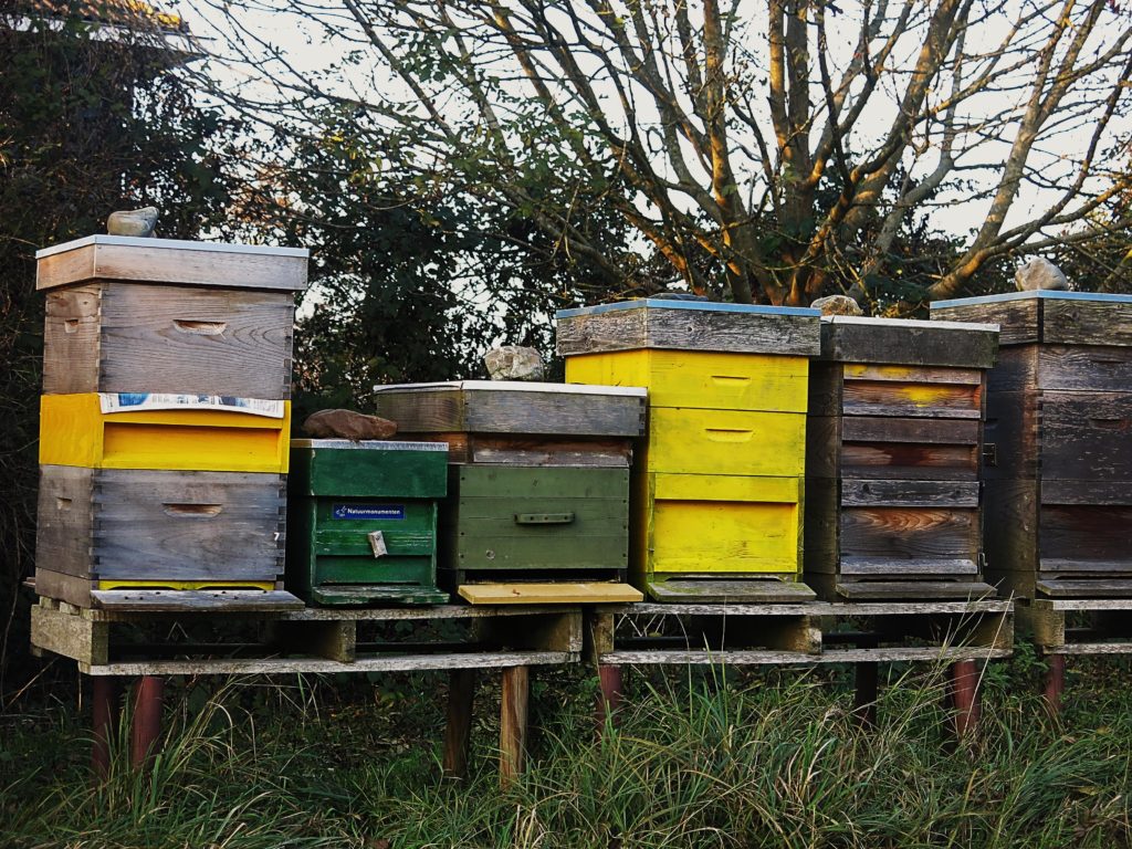Bijen van groot belang voor gezonde voeding